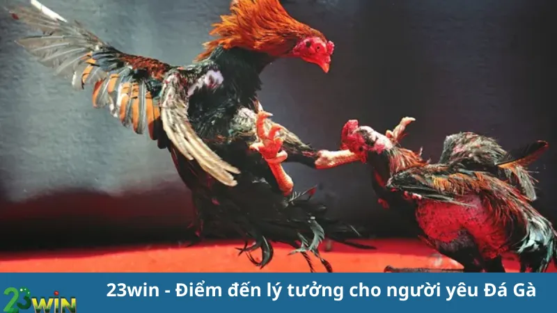 23win - Điểm đến lý tưởng cho người yêu Đá Gà