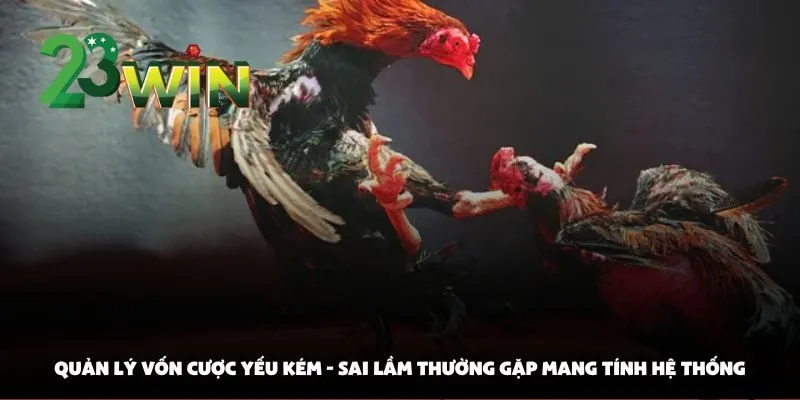 Sai Lầm Thường Gặp Khi Cược Đá Gà Tại 23win Khiến Người Chơi Trắng Tay